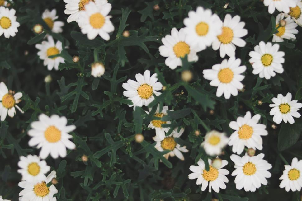 Free Image of Daisy flowers in full bloom with lush green foliage around 