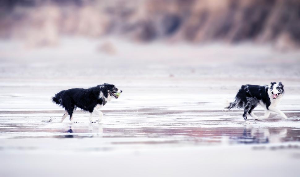 Free Image of Two dogs running on the beach with waves in the background 
