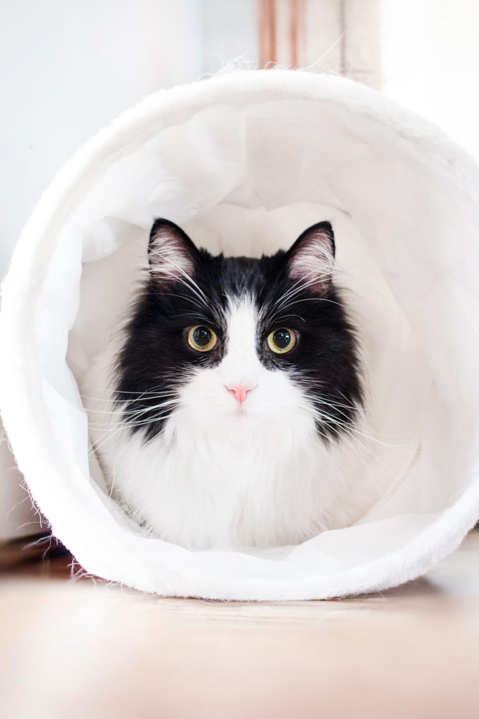 Free Image of White cat lounging in a basket with a peaceful gaze. 