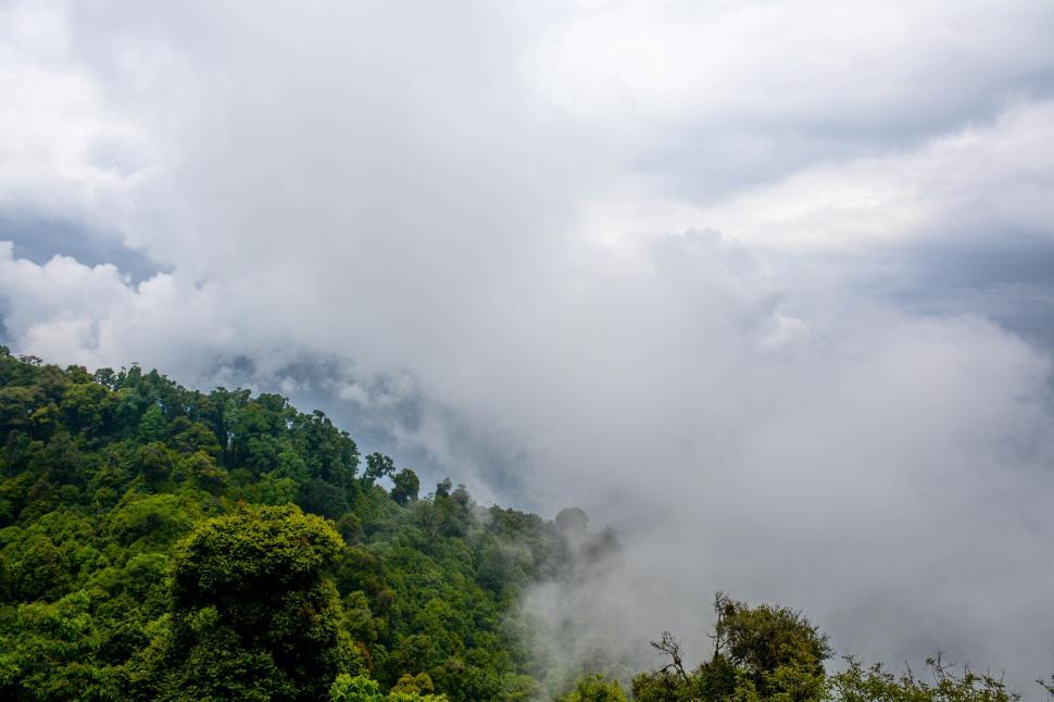 Free Image of Lush green forest covered in mist on a cloudy day. 