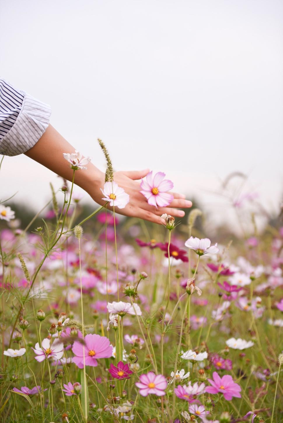 Free Image of Hand reaching out to touch a pink flower in a meadow. 