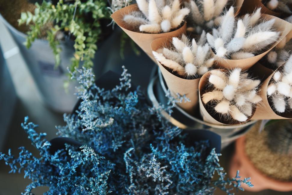 Free Image of Variety of flowers and plants in pots on display 