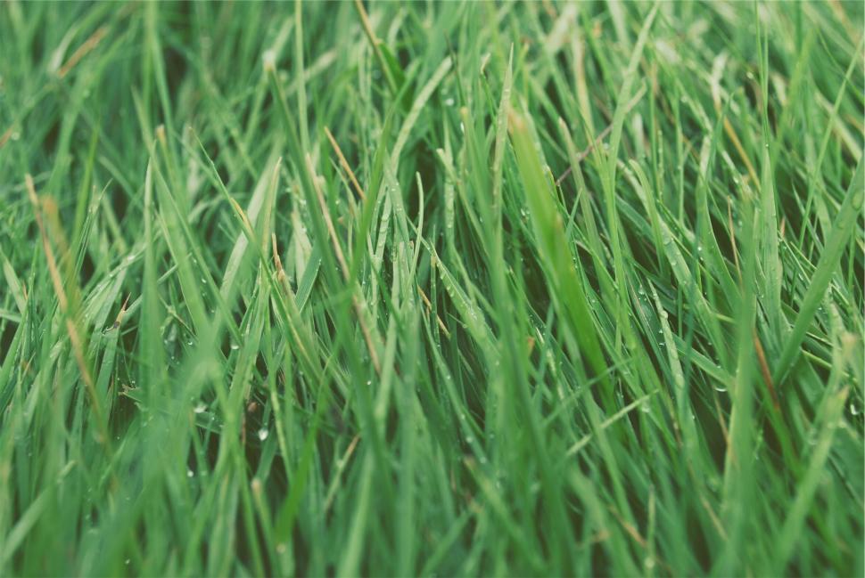 Free Image of Close-up of lush green grass with water droplets on 