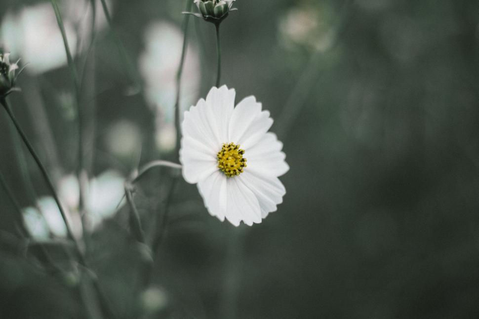 Free Image of Single white flower with blurred green background 