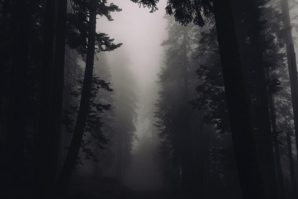 Free Image of Foggy forest with tall trees creating a mysterious ambiance. 