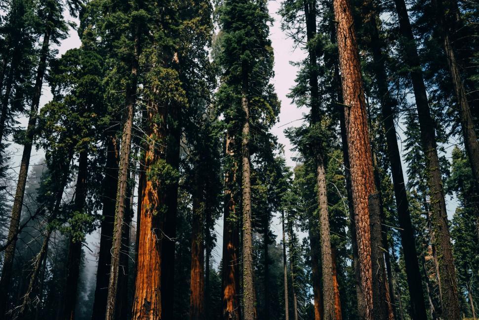 Free Image of Vibrant sunlit forest with tall trees and green foliage. 