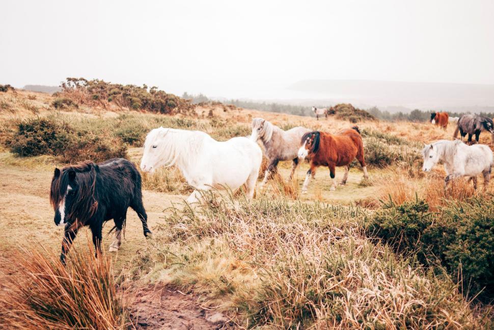 Free Image of Group of ponies roaming freely in a grassy field 