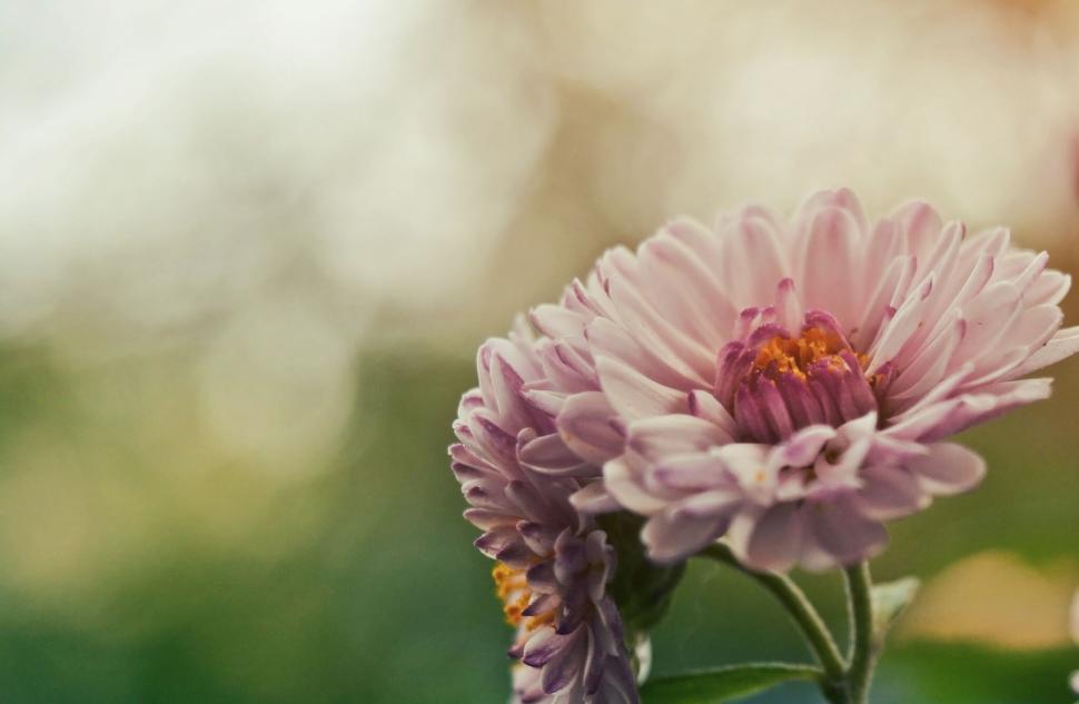 Free Image of Close-up of pink flower with blurred background 
