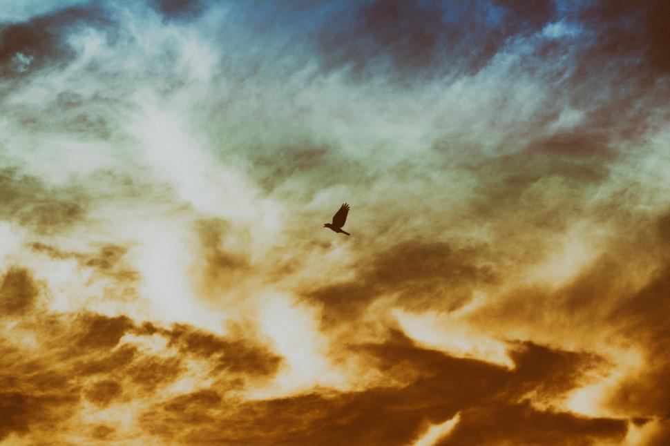 Free Image of Solitary bird soaring against dramatic cloudy sky. 