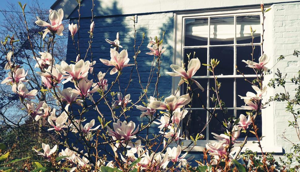 Free Image of Beautiful blooming flowers in front of a white house. 