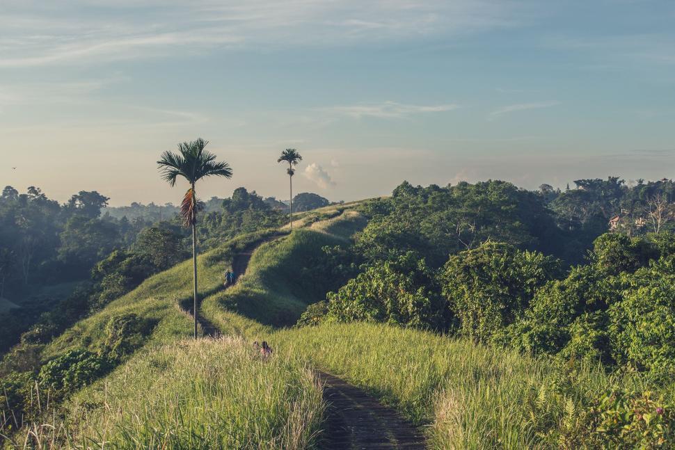 Free Image of A green lush hilly landscape with a path and trees 
