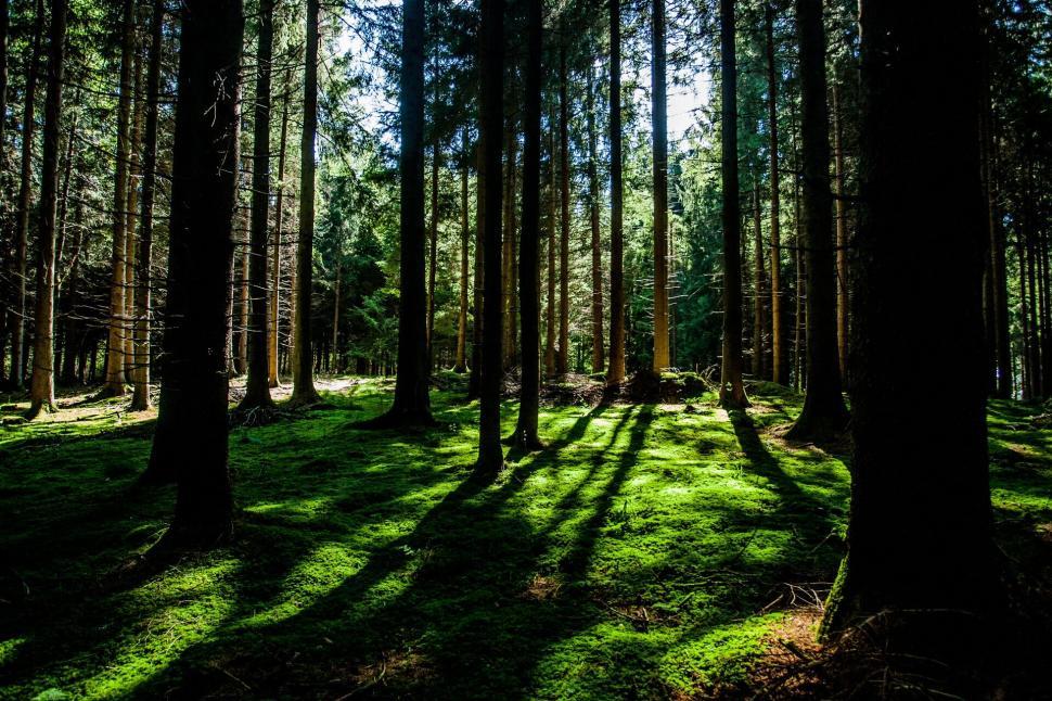 Free Image of Sunlight filtering through dense forest with greenery 