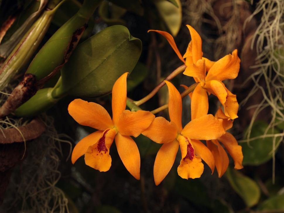 Free Image of Yellow Red Flower Cattleya Orchid Blooms 