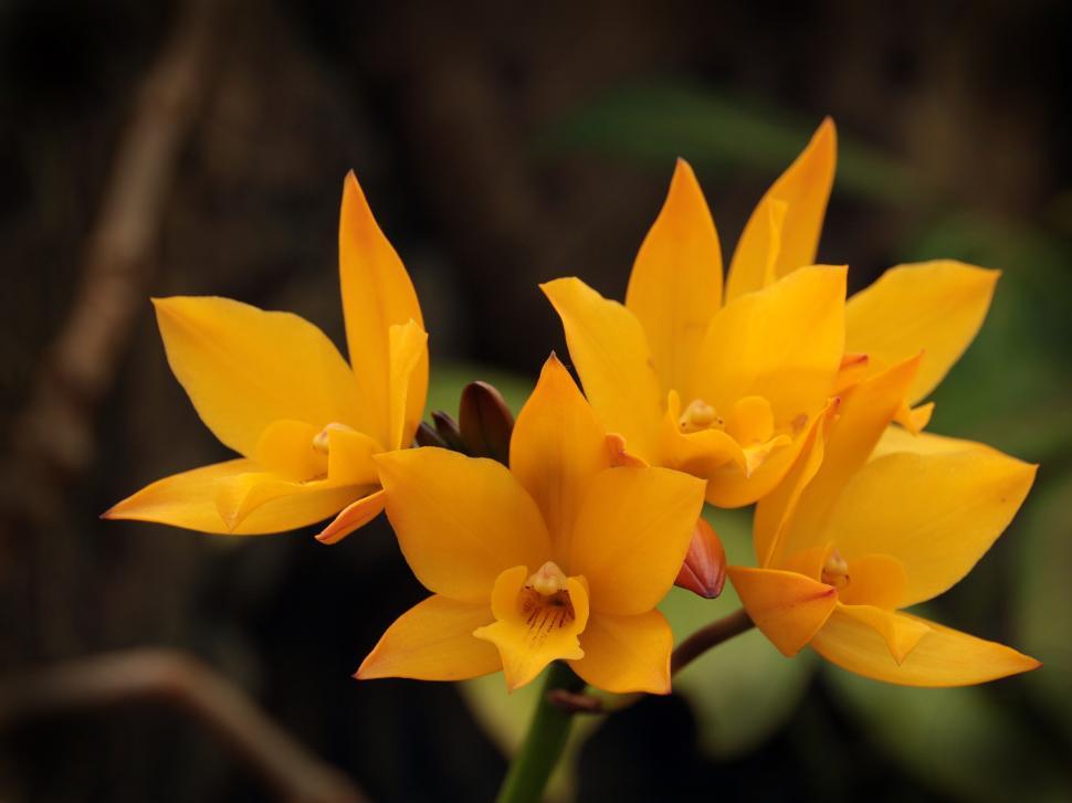 Free Image of Cattleya Orchid Flowers 