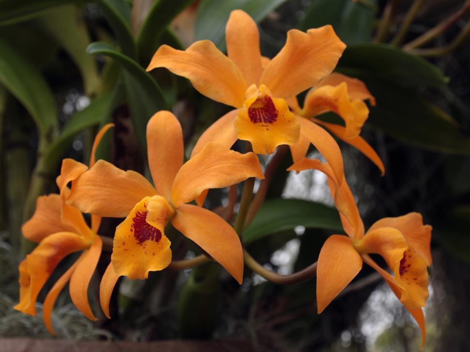 Free Image of Yellow Red Flowers Cattleya Orchid Bloom 