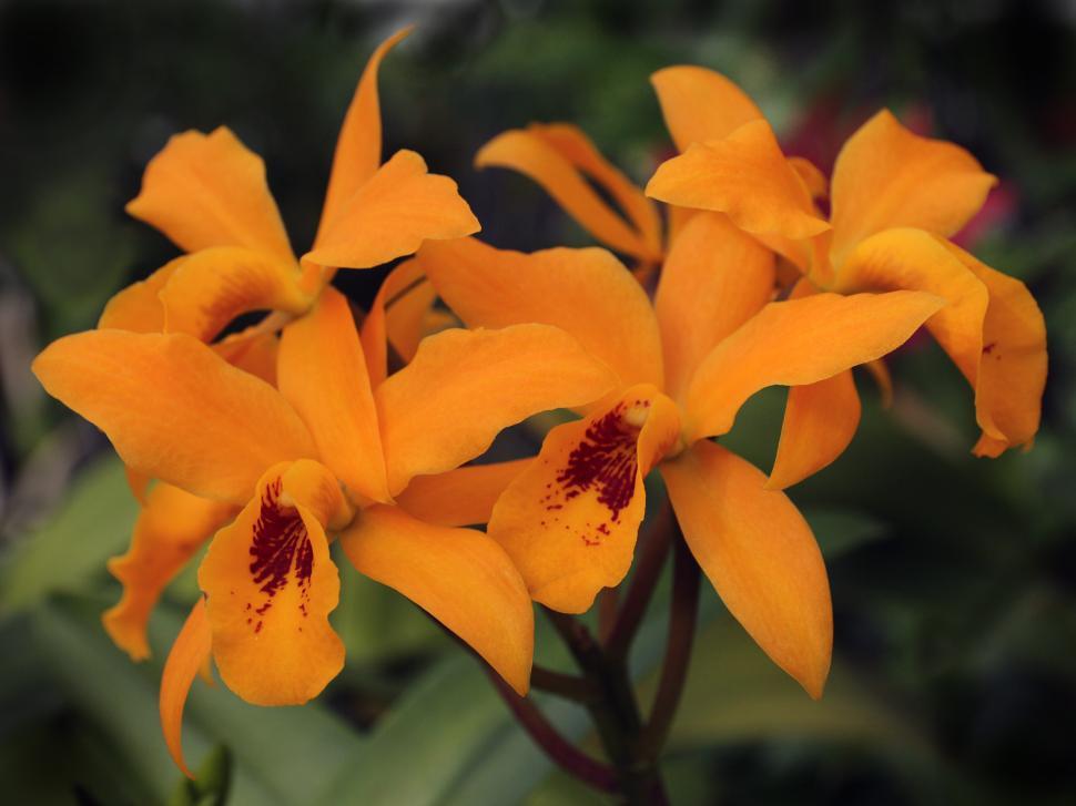 Free Image of Cattleya Orchid Blooms 