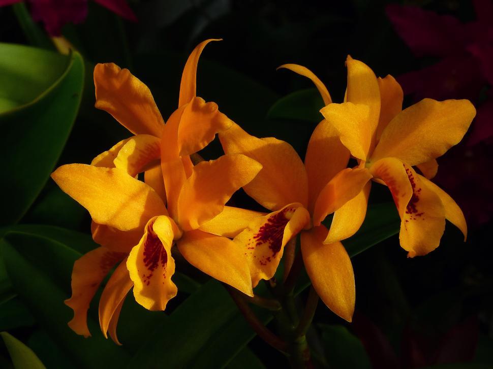 Free Image of Queen Of Orchids 