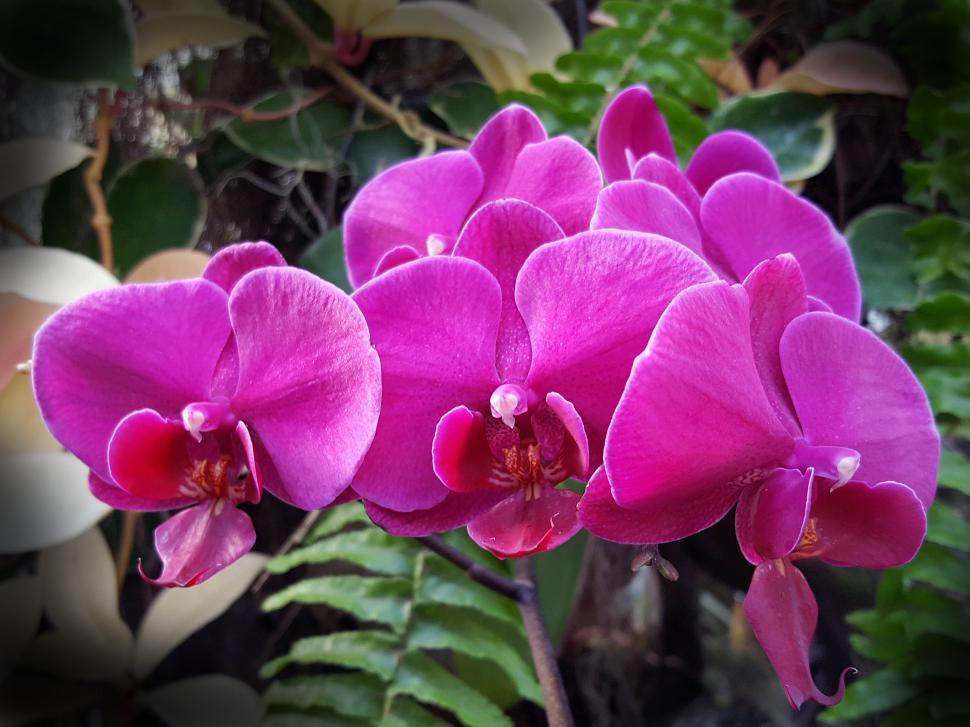 Free Image of Pink Moth Orchid Blooms 