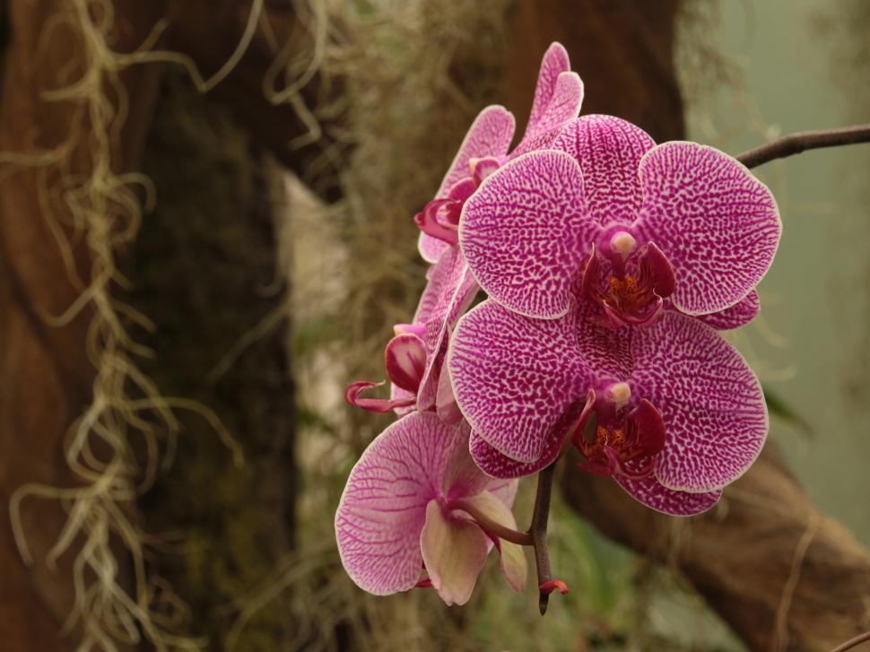 Free Image of White and Pink flowers Moth Orchid 