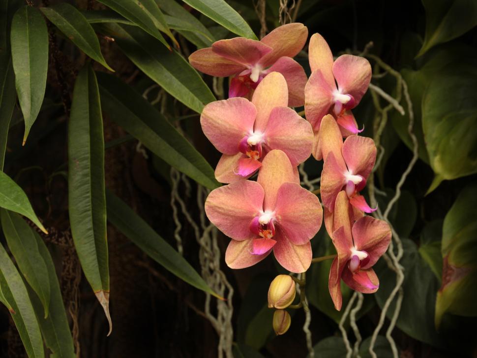 Free Image of Pink Phalaenopsis Orchid Flowers 