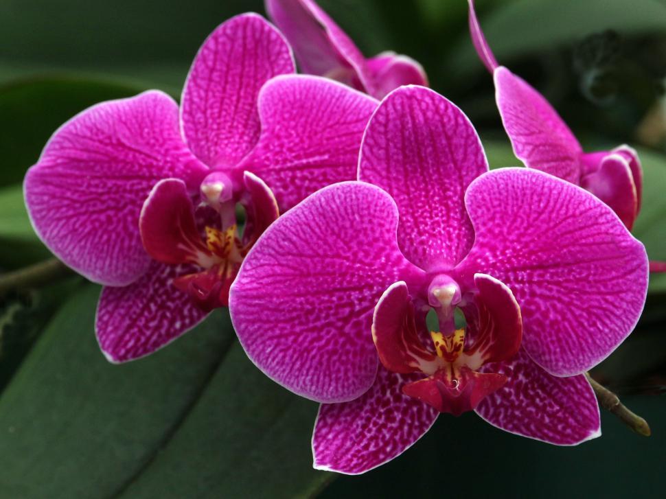 Free Image of Pink Phalaenopsis Orchid 