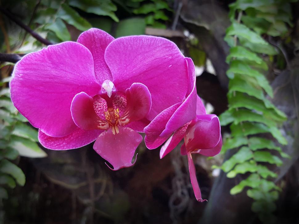 Free Image of Pink Orchid Flowers  