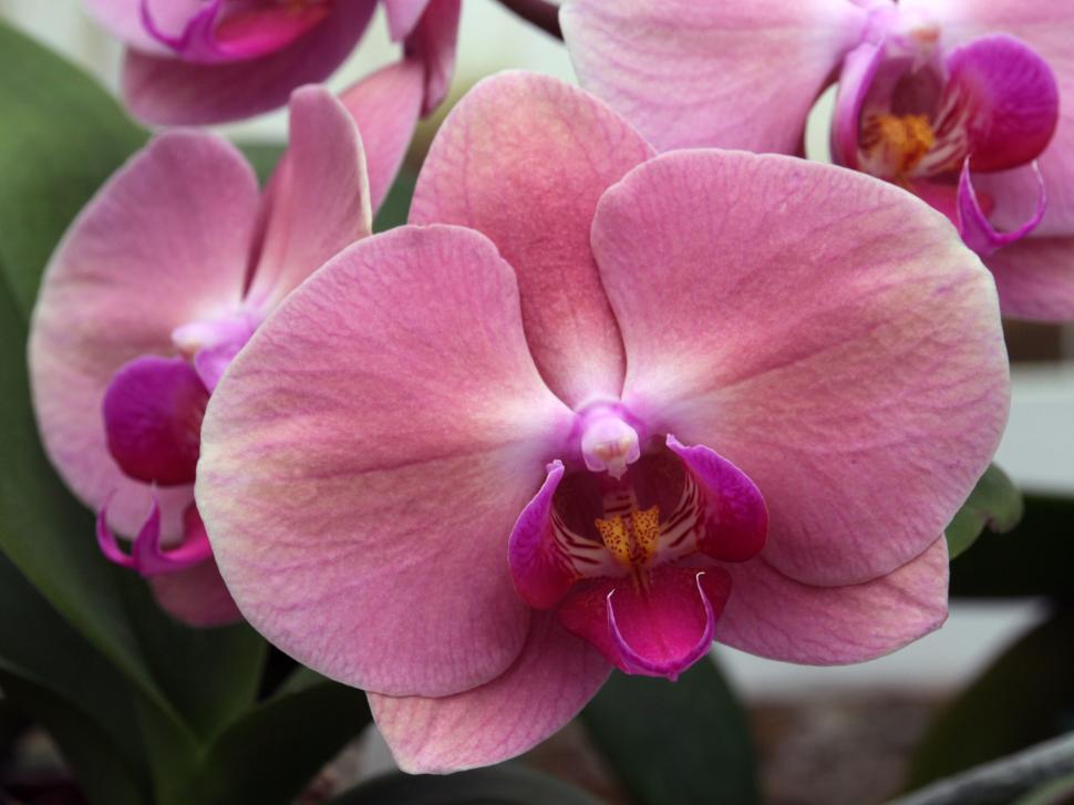 Free Image of Pink Moth Orchid Flowers 