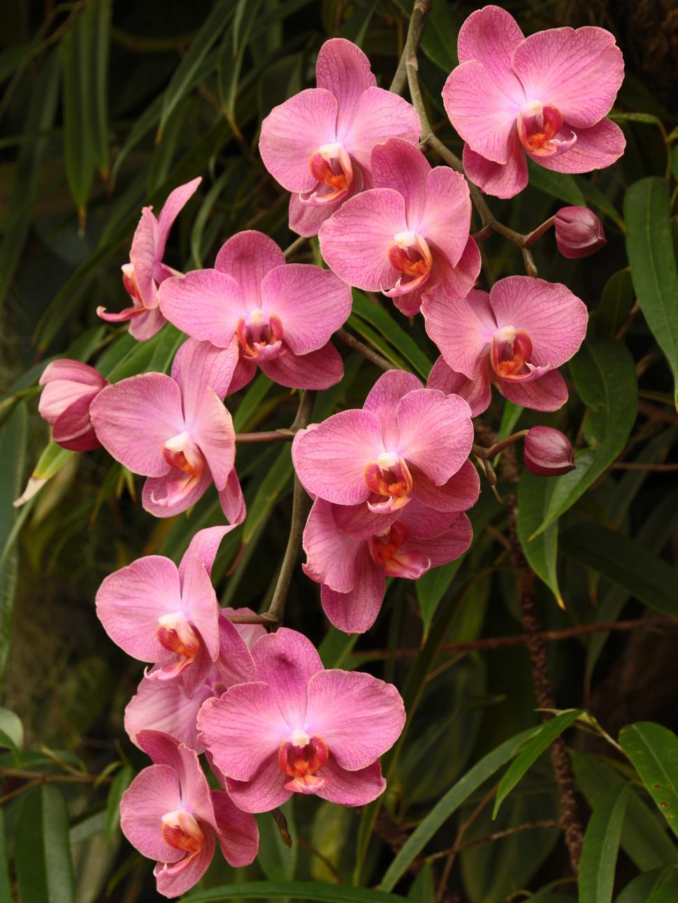 Free Image of Pink Orchid Flowers Bloom Cluster 