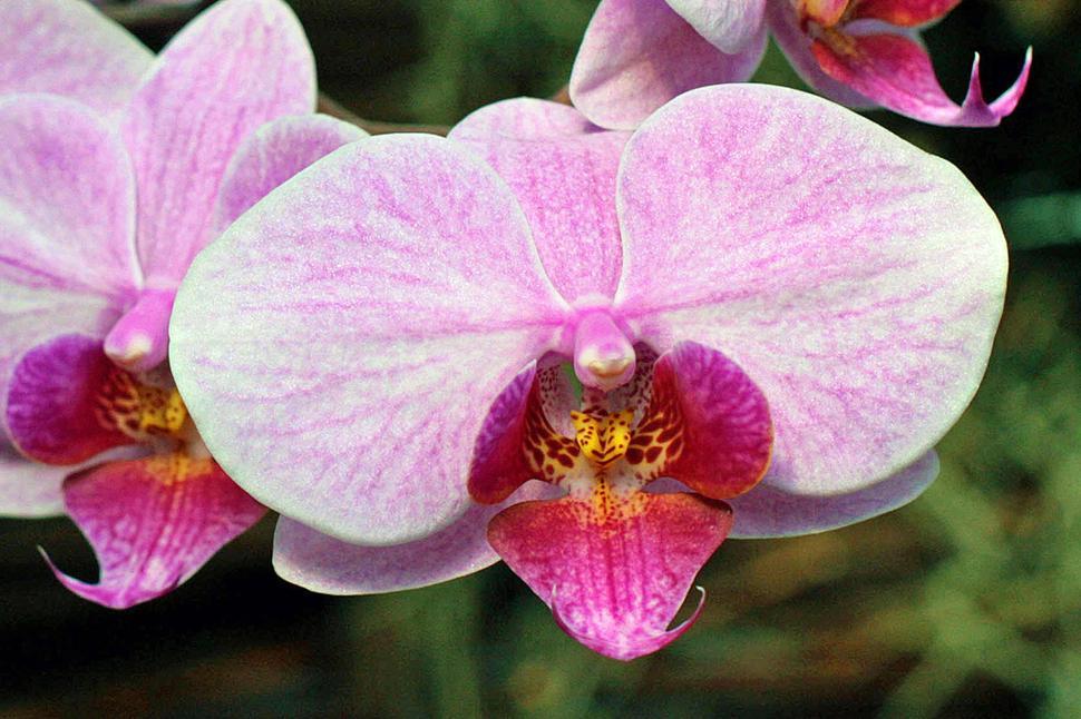 Free Image of Moth Orchid Pink Phalaenopsis Flowers 