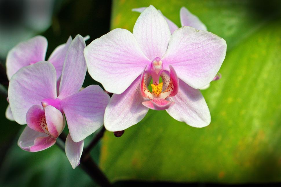 Free Image of Moth Orchid Pink Flowers 