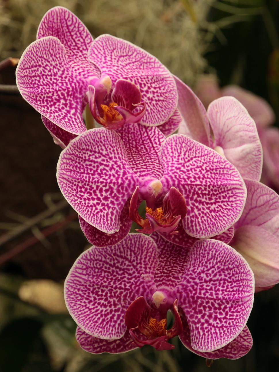 Free Image of Moth Orchid Pink Phalaenopsis Flowers 