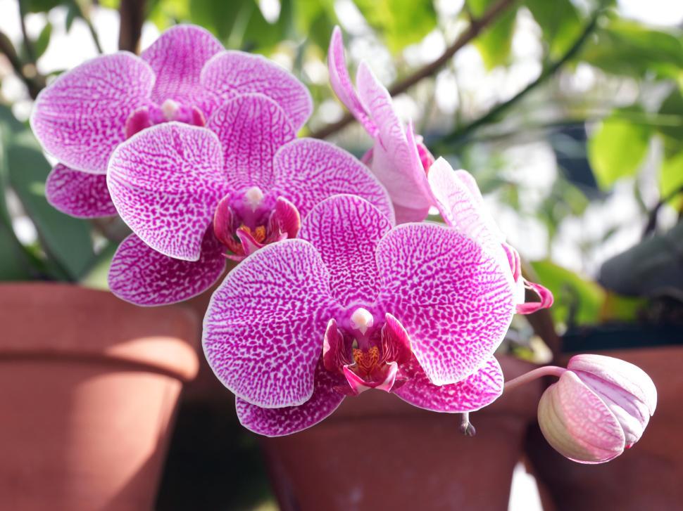 Free Image of Pink and White Moth Orchid Flowers 