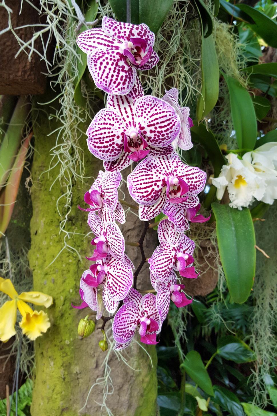 Free Image of Moth Orchid Flowers  