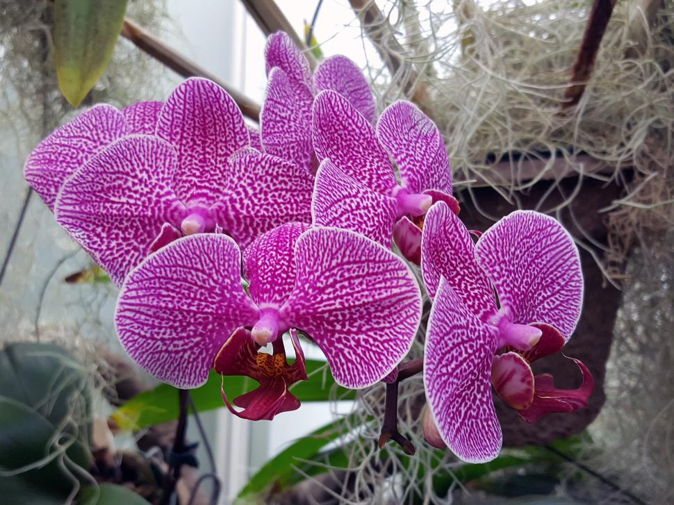 Free Image of Moth Orchid Flowers i 