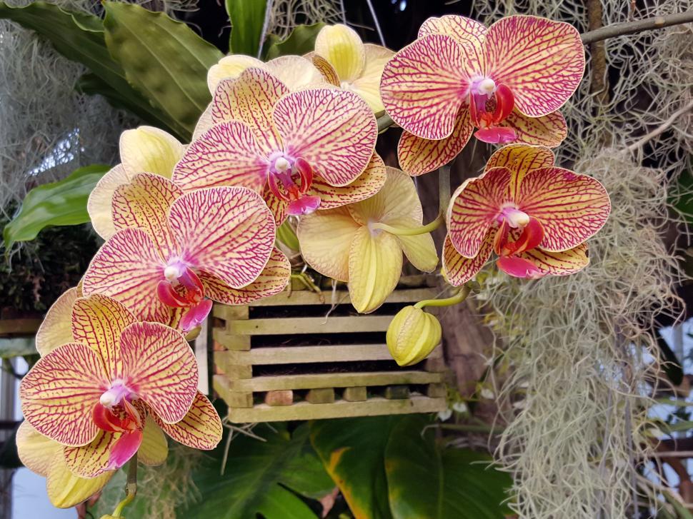 Free Image of Pink and Yellow Orchid Flowers 