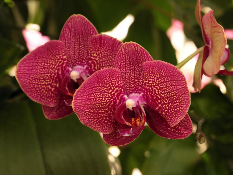 Free Image of Moth Orchid Red Flowers 