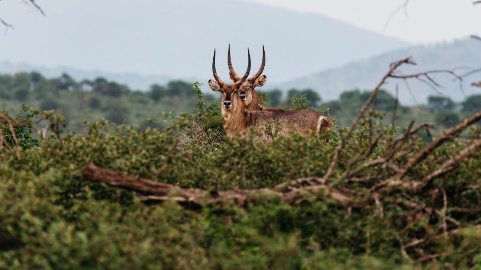 Free Image of Majestic antelope stands tall amidst lush green foliage 