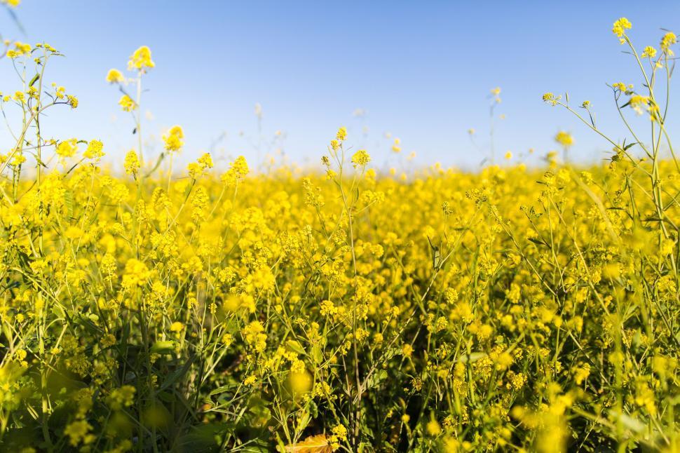 Free Image of Field of vibrant yellow flowers under a sunny blue sky 