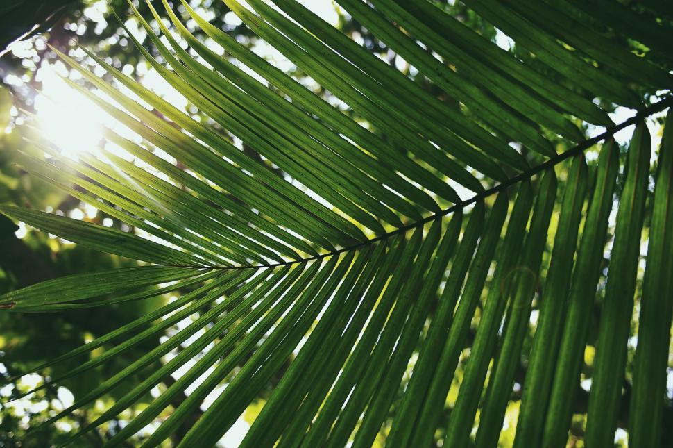 Free Image of Close up of green palm leaf with sunlight peeking through. 
