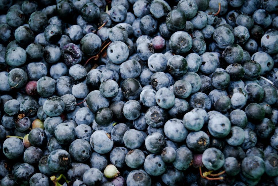 Free Image of A large quantity of fresh blueberries densely packed together. 