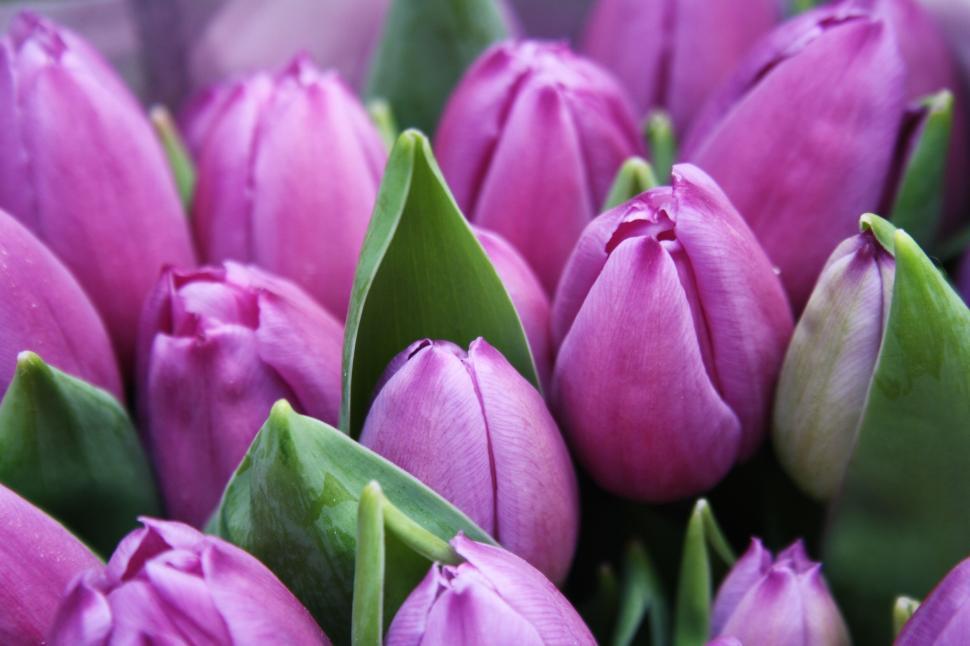 Free Image of Cluster of vibrant purple tulips in full bloom. 