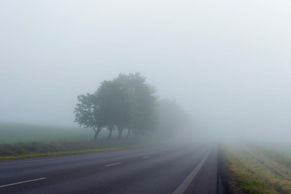 Free Image of Foggy road with evergreen trees on the roadside near fields. 