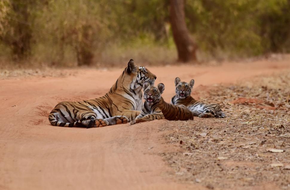 Free Image of Three tigers resting on a dirt path in the forest. 
