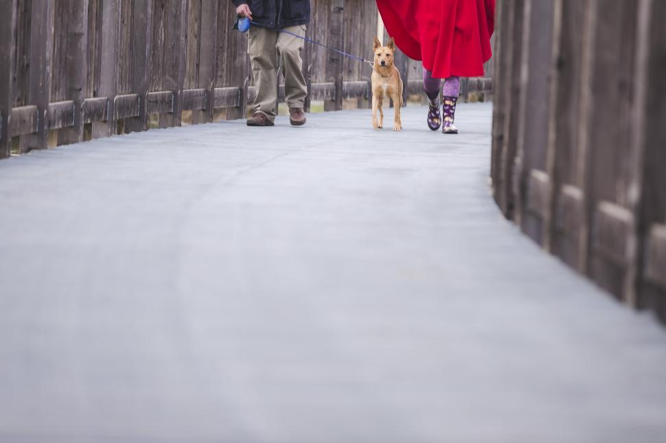 Free Image of Walking a dog on a wooden pathway in the park. 