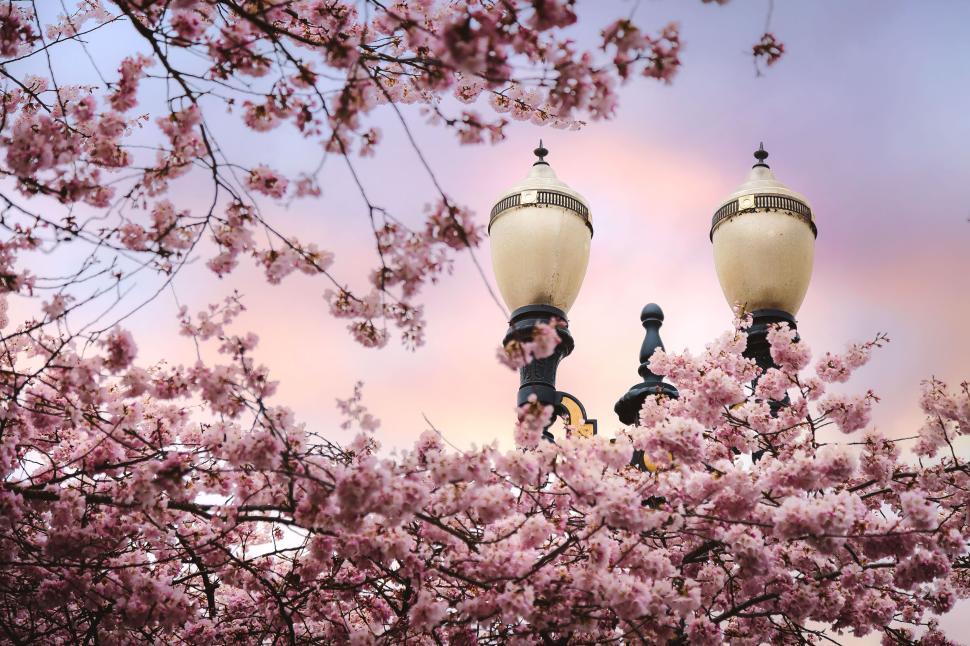 Free Image of Cherry blossoms with vintage street lamps at dusk. 