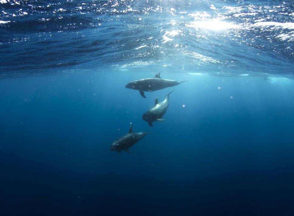 Free Image of Three dolphins swimming together in the vast open sea. 