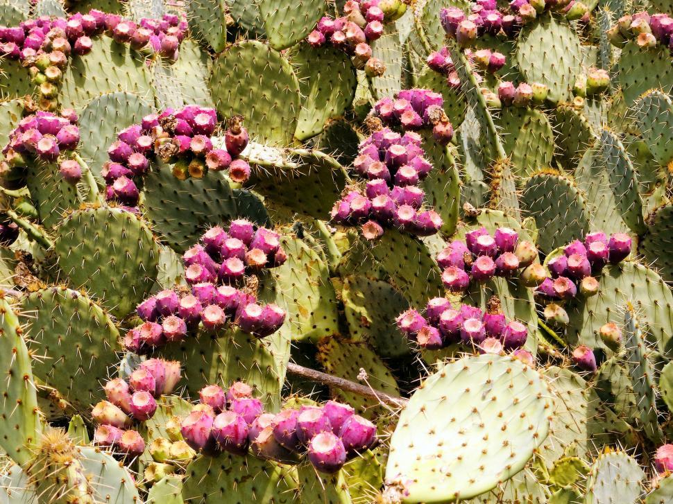 Free Image of Cactus 