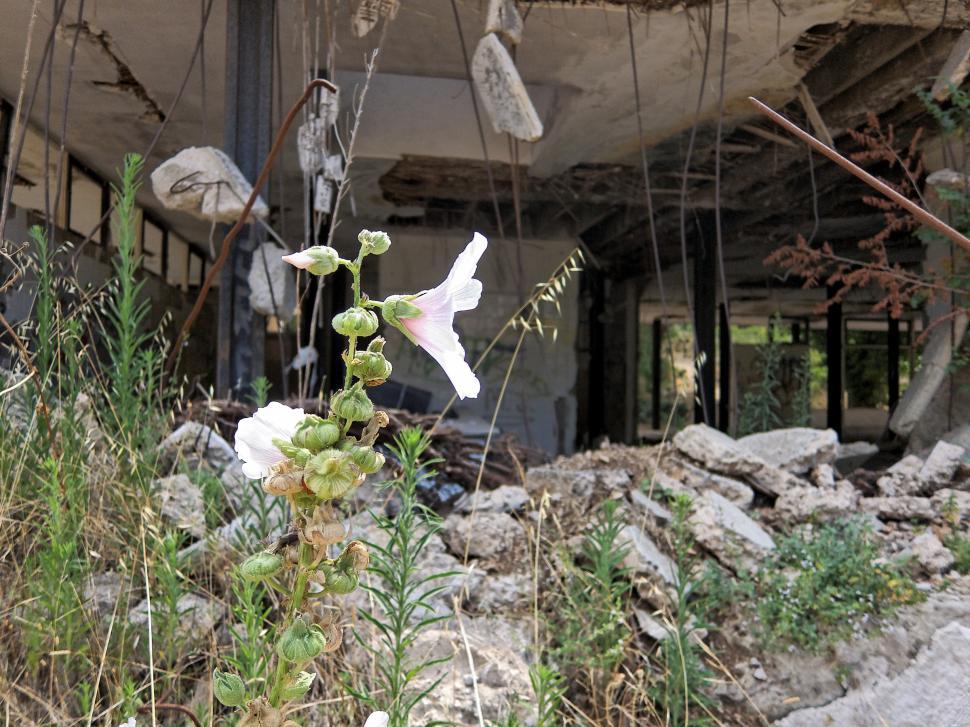 Free Image of Flower in the ruins 
