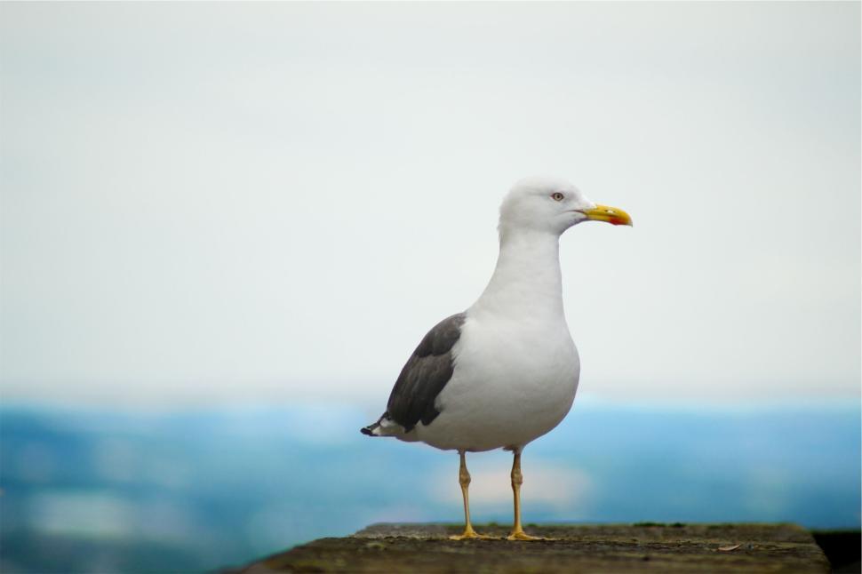 Free Image of Seagull standing on a surface with blurred background 