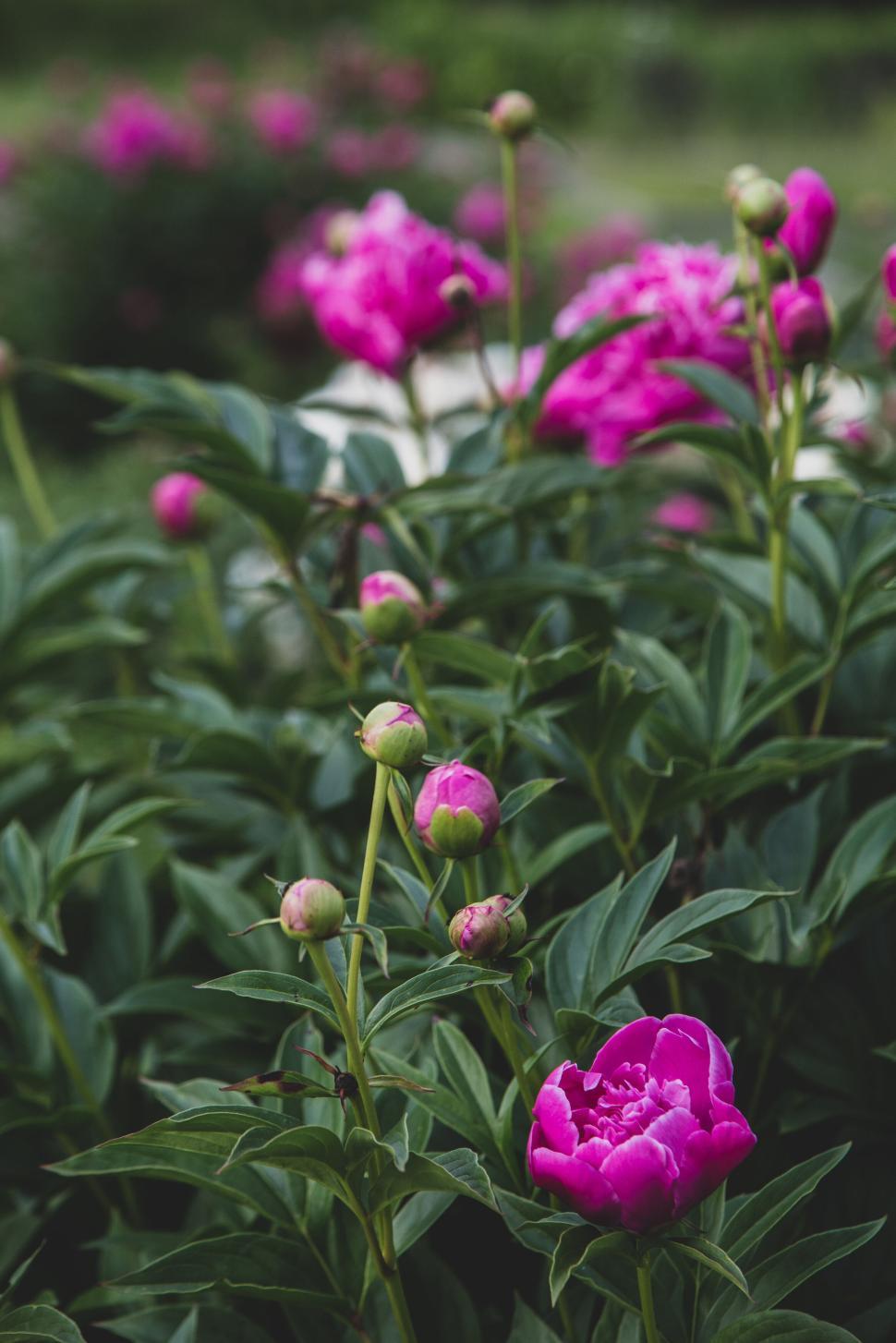 Free Image of Vibrant blooming pink peonies in a lush, green garden 